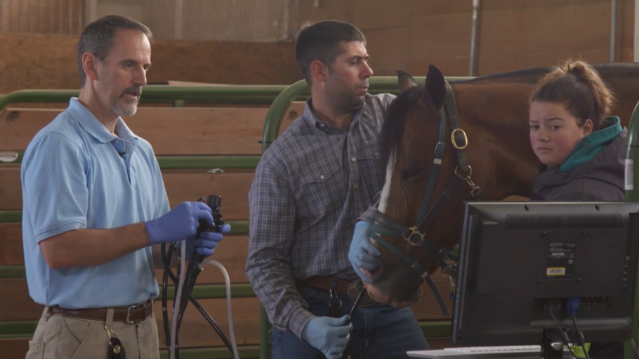 A veterinarian performing an equine gastroscopy procedure