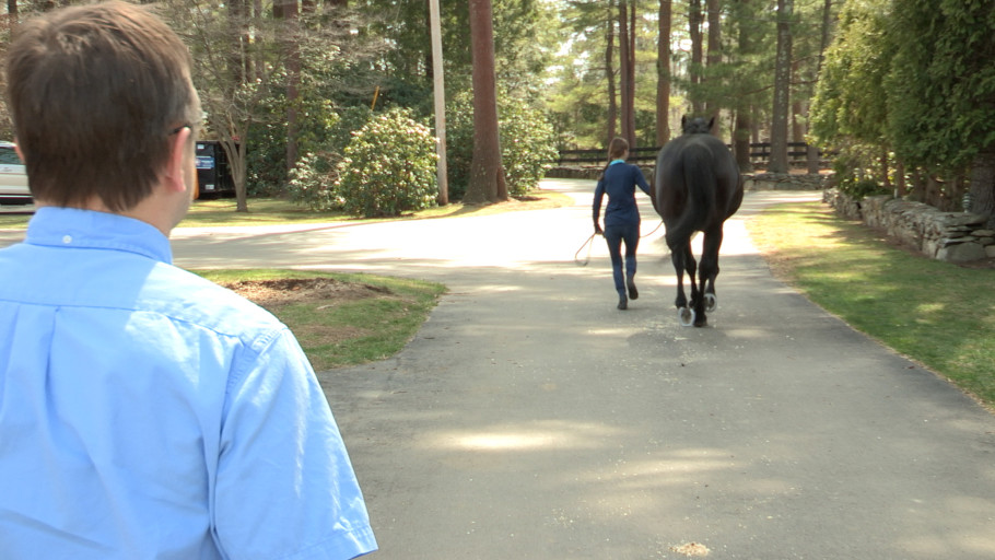 Equine veterinarian watching a horse trot during a lameness exam.