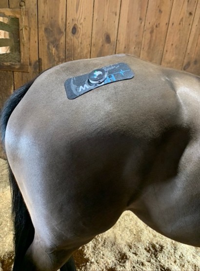 An NMES electrode pad on the gluteal muscles of a horse.