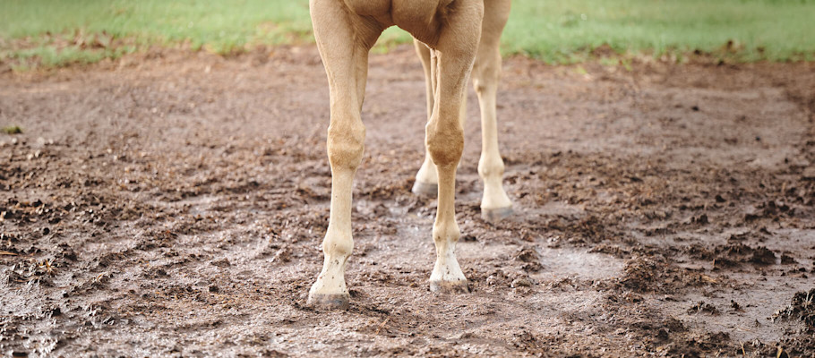 Palomino horse's hooves standing in a muddy paddock