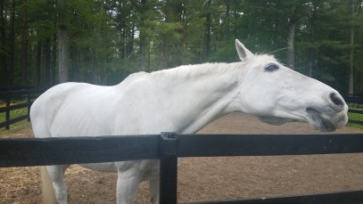 SmartPak Recipe: Low-Sugar Apple Horse Cookies