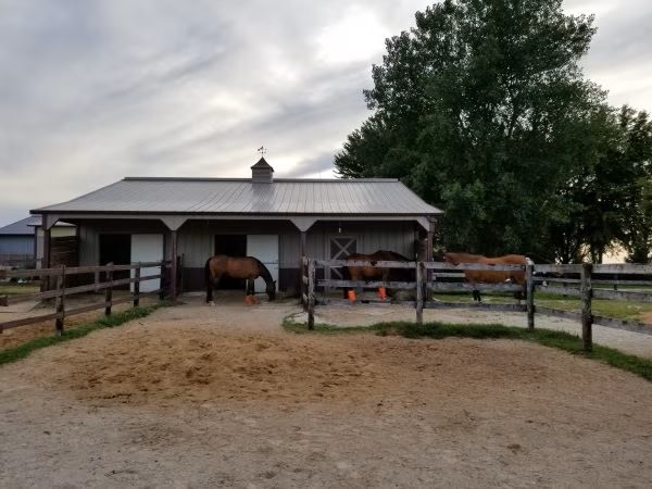 A new horse separated from the herd in an adjoining paddock outside.