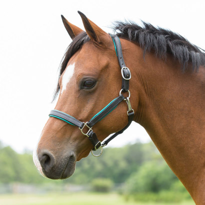 A bay pony wearing a leather halter with blue padding