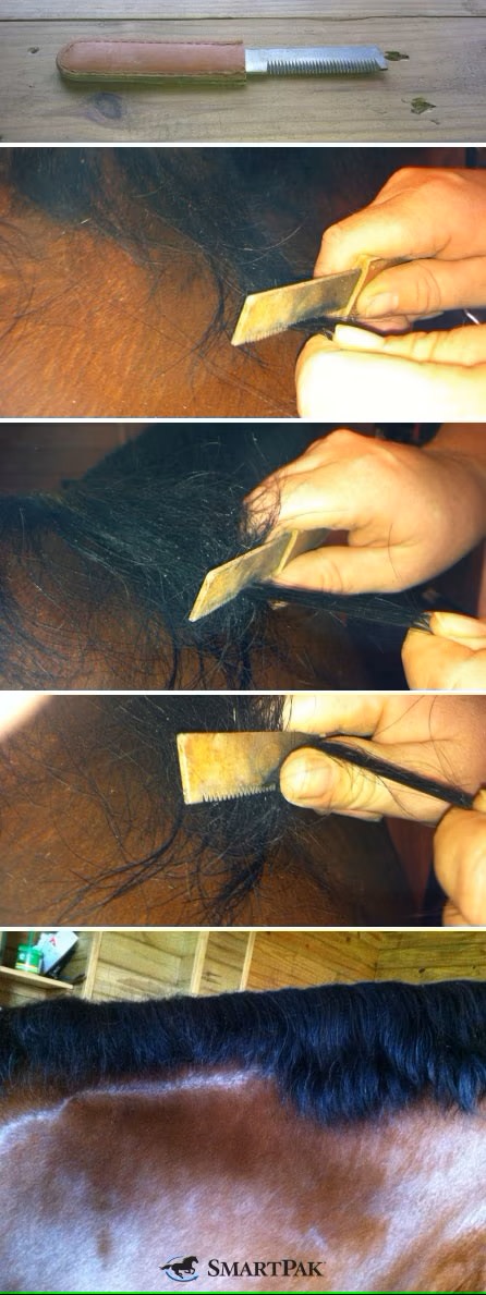 step by step how to shorten a thin mane