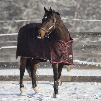 Bay horse standing in a snow covered paddock