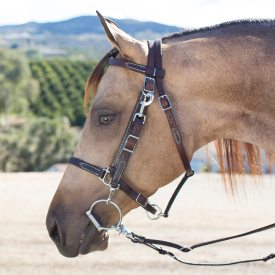 A buckskin horse in a combo bridle.