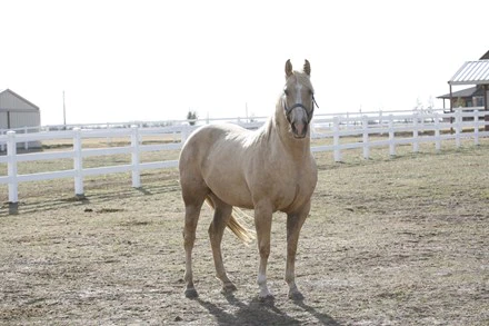 Palomino quarter horse standing in a dirt paddock