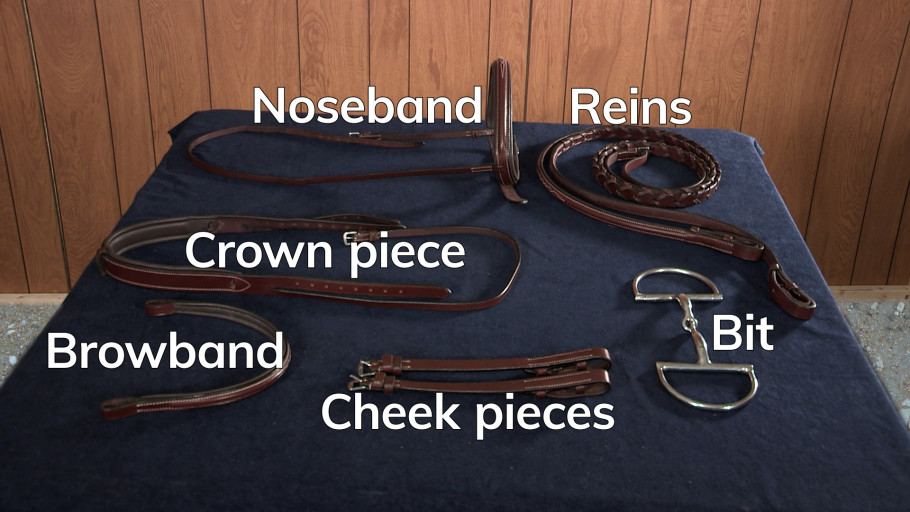 labelled parts of a horse bridle