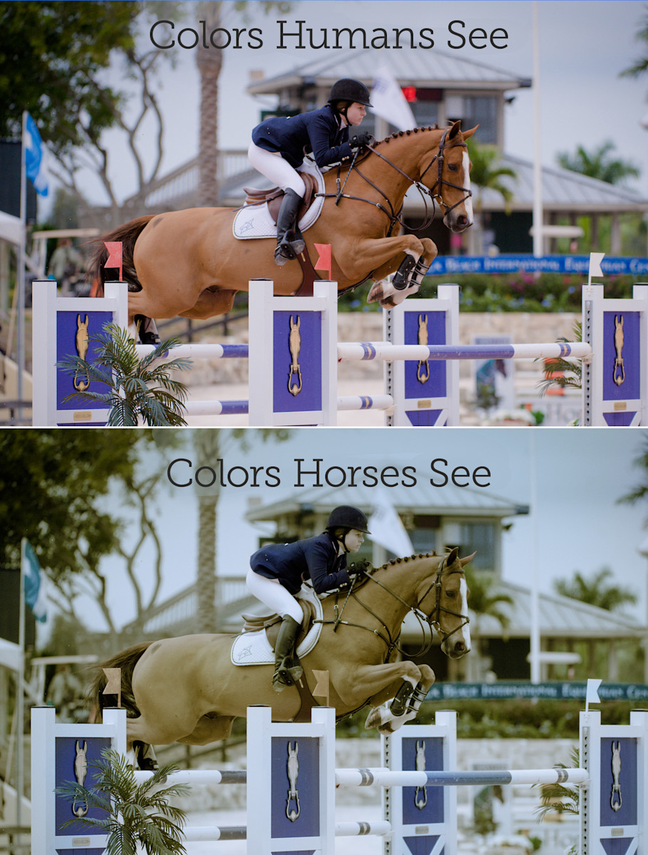 example show jumping photo showing colors horses see versus colors humans see