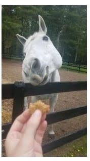 Gray horse reaching over fence to eat Low-Sugar Apple Cookie