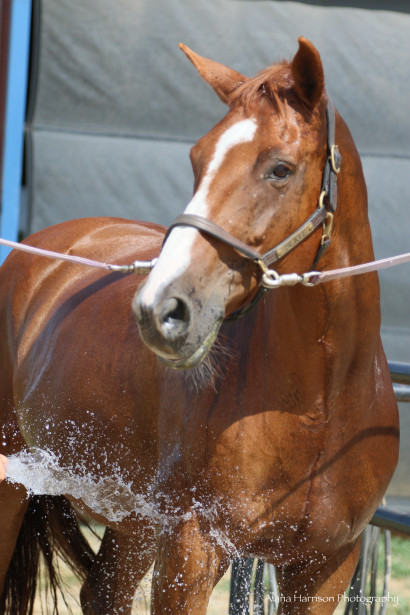 Chestnut horse in crossties being sprayed off with hose