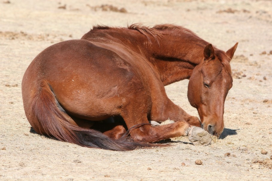 Chestnut Horse Lying Down Sleeping