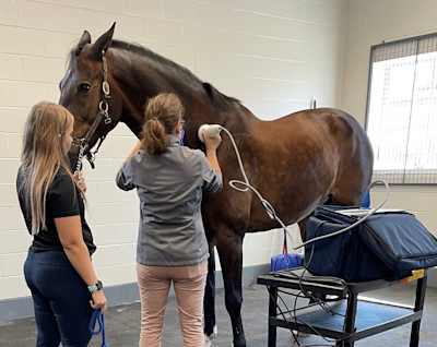 Shockwave therapy being administered to a horse's neck.