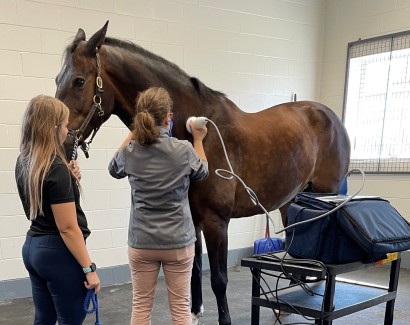 A veterinarian administering shockwave therapy to a horse's neck.