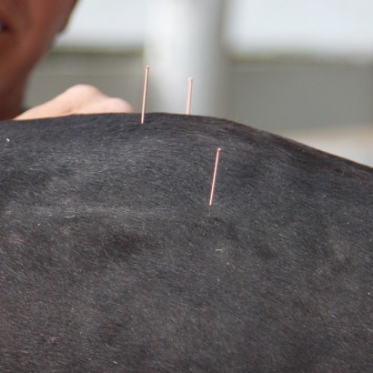acupuncture needles on a horse's hindquarters
