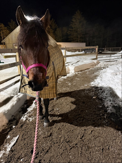 Winter Slow Down: Tips and Tricks for Equine Snow Days