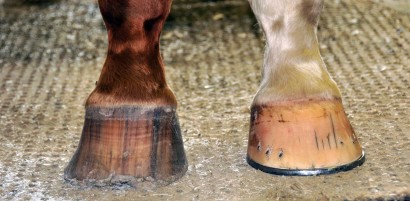 A horse with one shod hoof and one with hoof cracks.