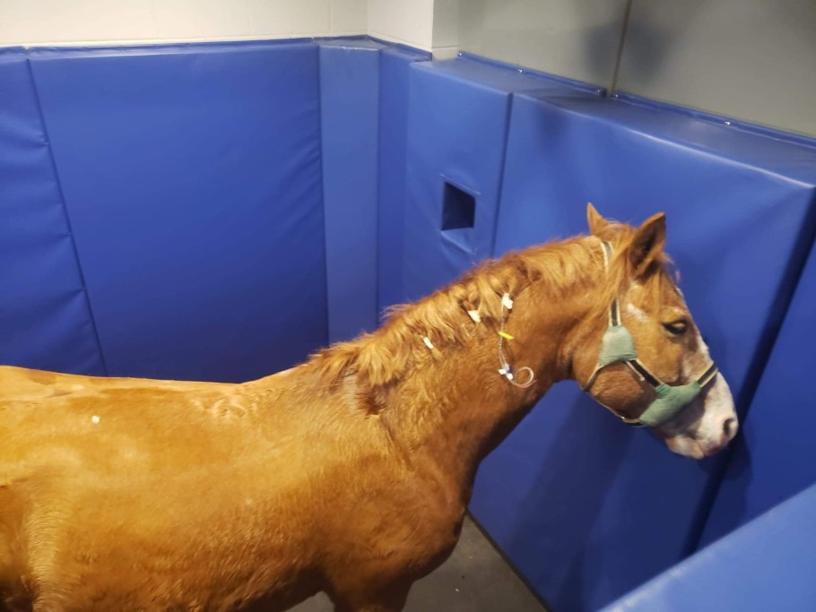 Horse in recovery stall at equine hospital.