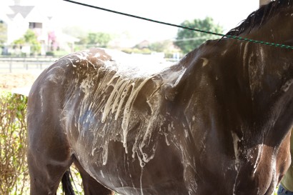 shampoo suds on horses body during a bath