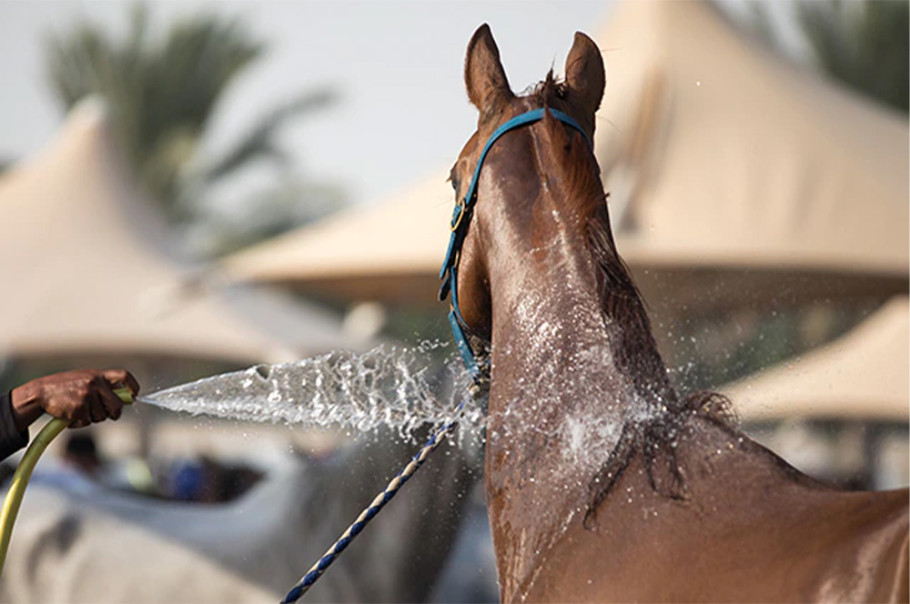 A bay horse being bathed with cool water on his neck. 