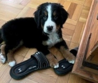 Brown, black, and white Bernese Mountain Dog puppy with a pair of shoes