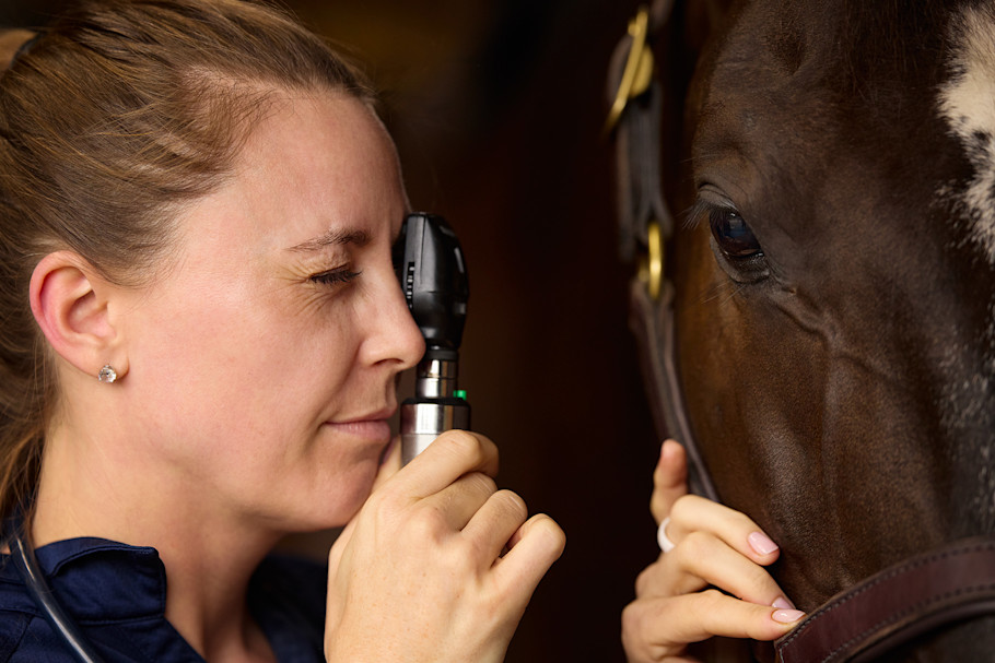 An equine veterinarian performing an eye exam on a horse.