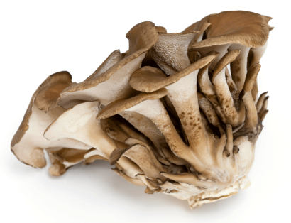 maitake mushrooms for horses