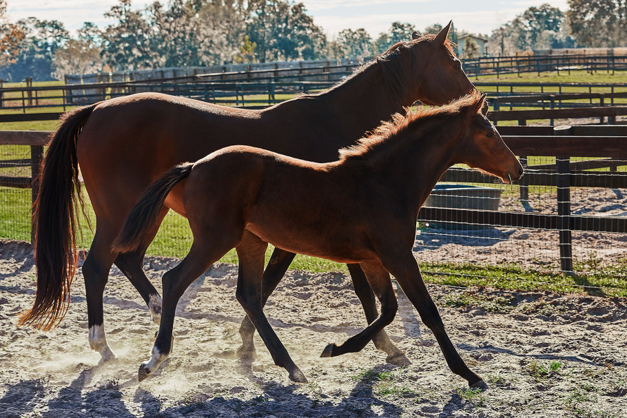 Foal trotting alongside its mother