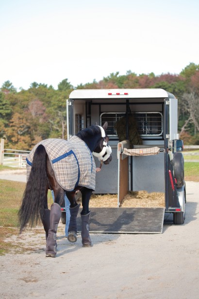 A horse in blanket loading onto a trailer.