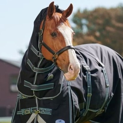 Chestnut horse with white blaze wearing Ultimate WeatherShield Turnout Blanket