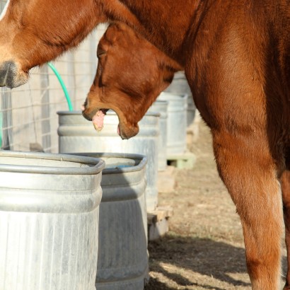 A chestnut horse coughing by water troughs.