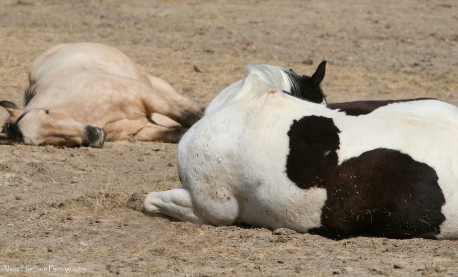 dun and paint horses lying down sleeping near each other