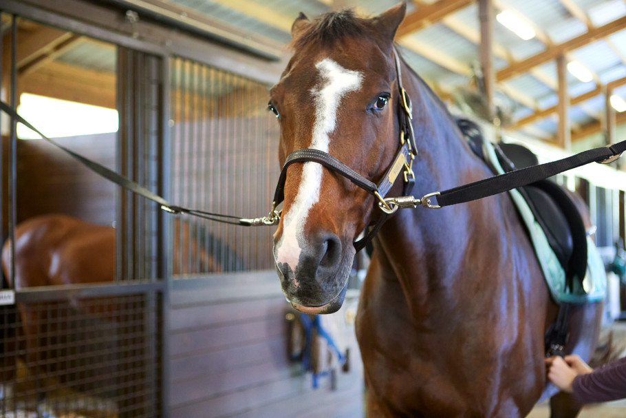 A girthy horse with ears back while being saddled.