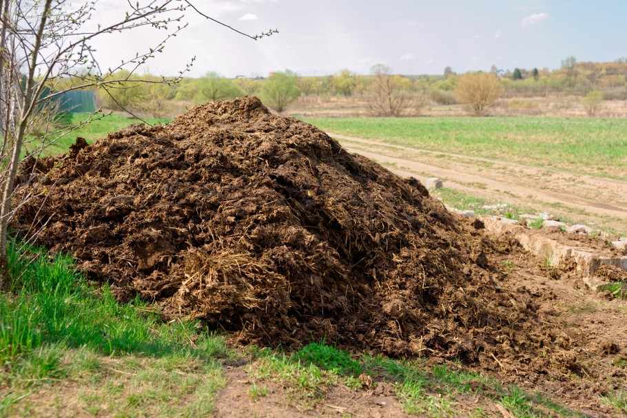 horse manure compost pile