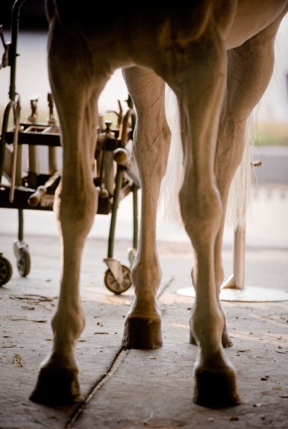 farriers equipment next to a horse's legs