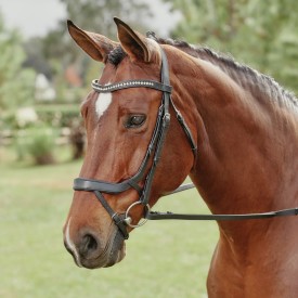 A bay horse in an ergonomic bridle.