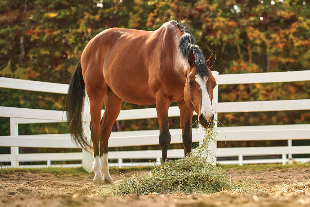 A bay horse eating hay in the paddock with trees changing color in the fall