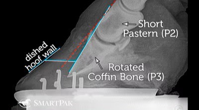 radiography showing parts of the horse's hoof that rotate during laminitis