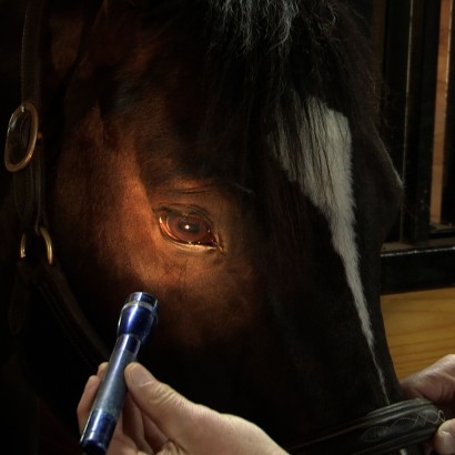 A veterinarian examining a horse's eyes.