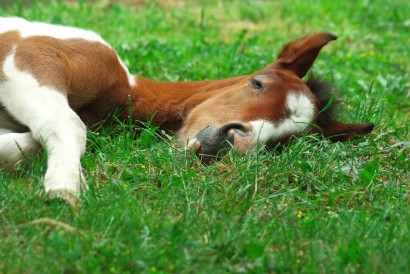 paint foal sleeping lying down in a green pasture
