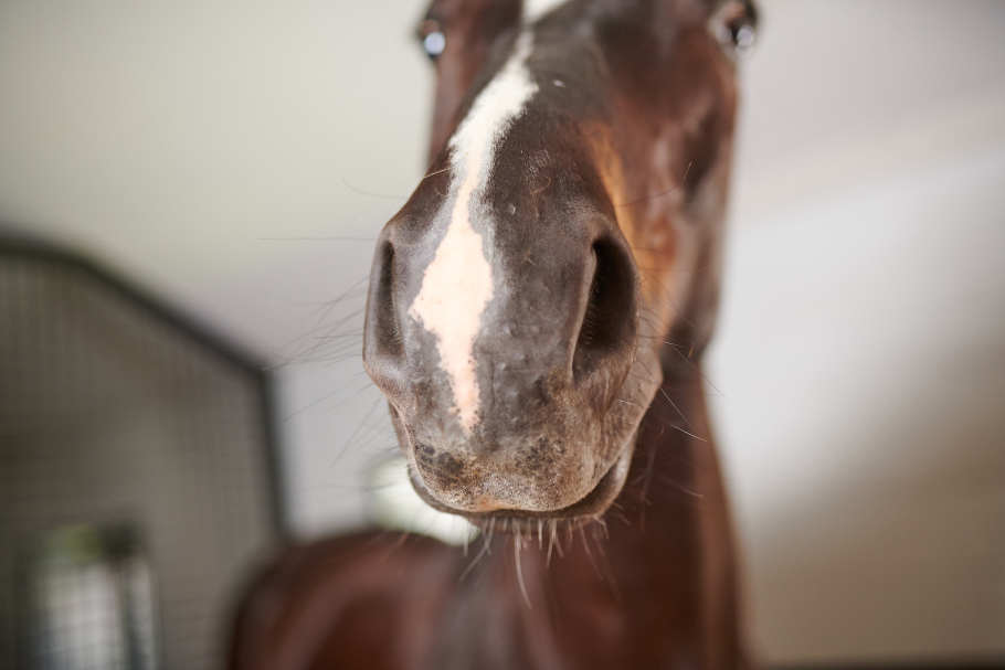 Horse Nose Breathing 