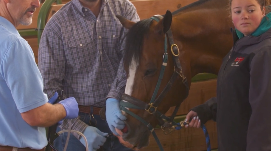 A veterinarian preforming a gastroscopy on a horse in the barn