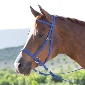 A bay horse in a bitless blue endurance bridle.