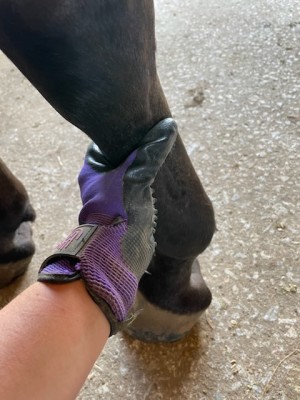 An owner using a handson grooming glove to clean a horse's lower leg.