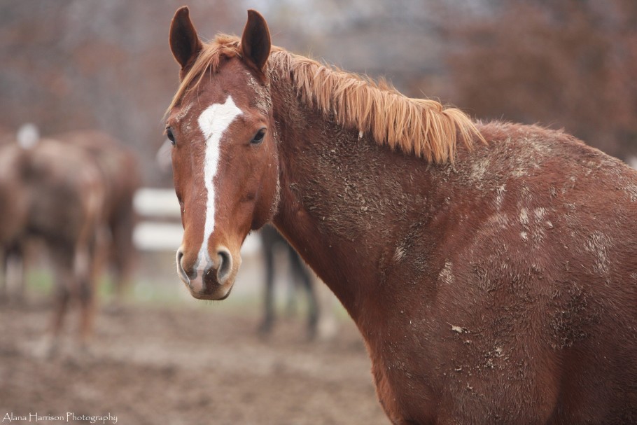 Chestnut horse with white blaze standing in muddy conditions after a rain shower
