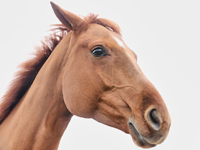 A chestnut mare with her ears slightly back