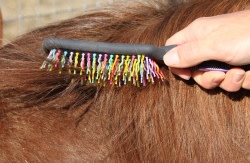Person brushing mane with Tail Tamer's Curved Handle Rainbow Brush