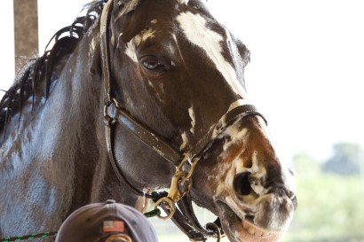 A horse's face being washed with shampoo