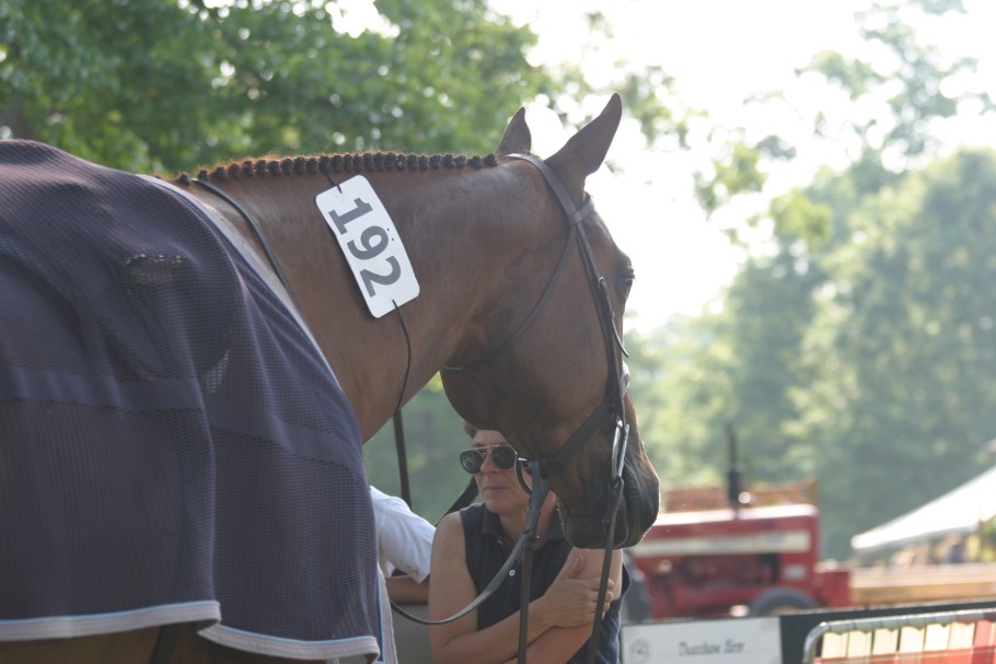 horse with number on neck waiting at show