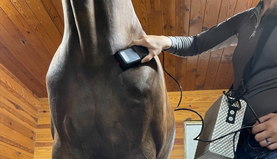 Laser therapy on a horse's shoulder.